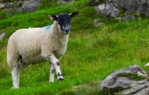 Natuurlijk comfort met Texelse schapenvacht en geitenwollen sokken