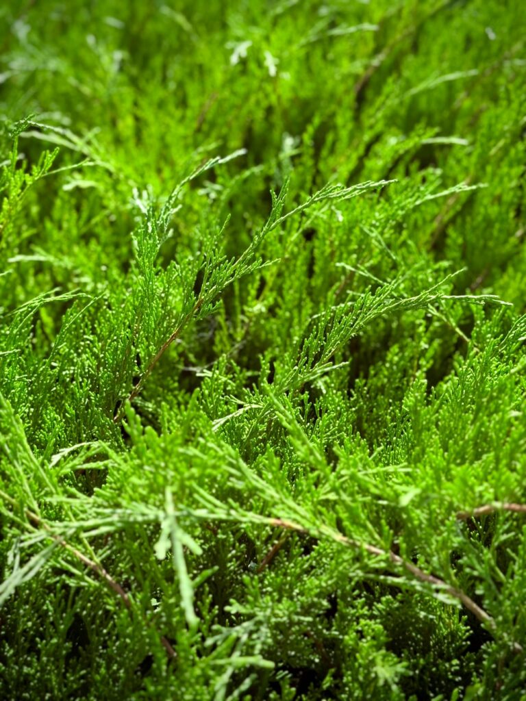 Met deze tips creëer je een rustige leefomgeving met natuurlijke afscheidingen