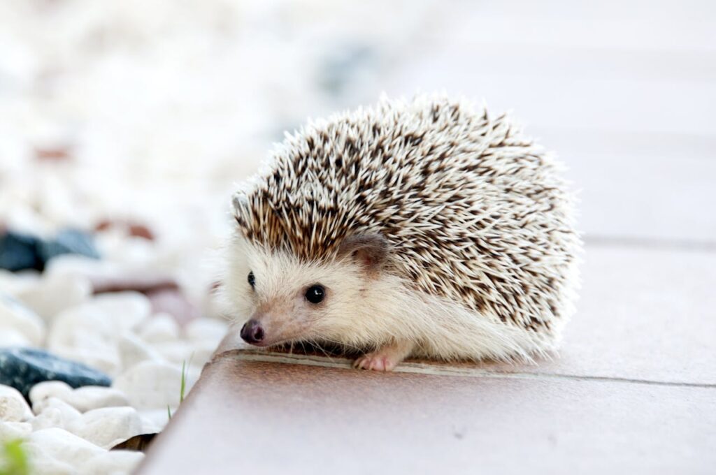 Is een egel in de tuin gevaarlijk: feiten en fabels over deze bezoeker